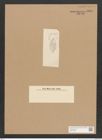 Diatomeae indet. Zeichnungen Sammlung Grunow Nr. 3908 (NHMW-BOT-W0371636)